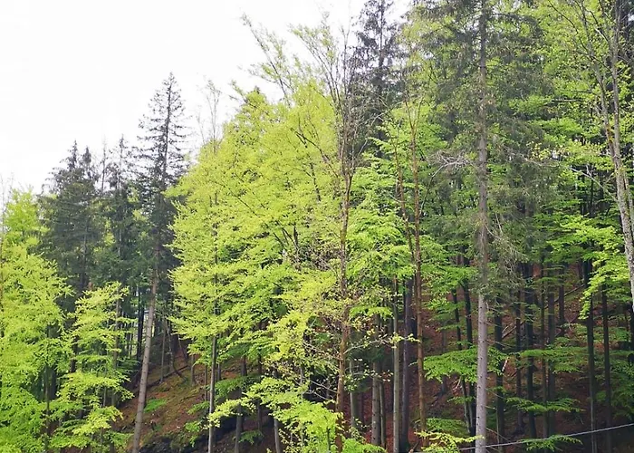 Affittacamere Alpejski Dwor Miedzygorze